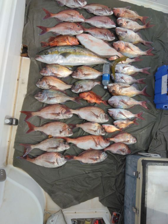 シーバスの釣果写真